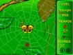Spiders